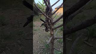 Indian Python Snake #shortvideo #youtubeshorts #trending