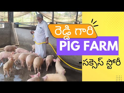 రెడ్డి గారి పందుల ఫార్మ్| NLM Piggery| స్వయం ఉపాధికి చక్కటి మార్గం| ఫార్మ్ మొదలు నుండి, అమ్మకం వరకు