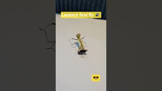 It's Lemon's food!!! 😏