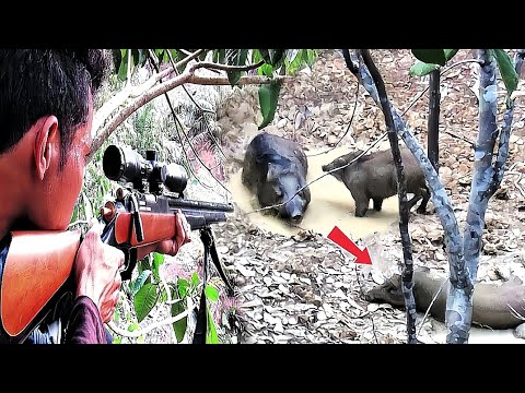 berburu gak perlu di sanggong induknya babi hutan di puncak bukit, poin 2 ekor dapat nya betina saja