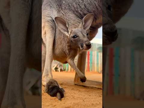 Baby kangaroo has a name! Meet Ozzy! π₯°π¦ #animals #cuteanimals #shorts