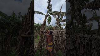 How bananas are cut, food ( episode 3092) #food #shorts #satisfying #banana #trending #viral