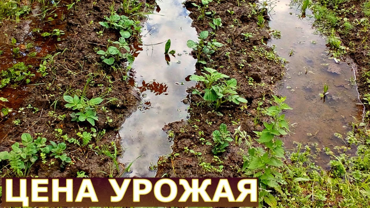 Копать-пропалывать или косить-мульчировать