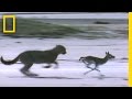 Cheetah Cub Training Scenarios