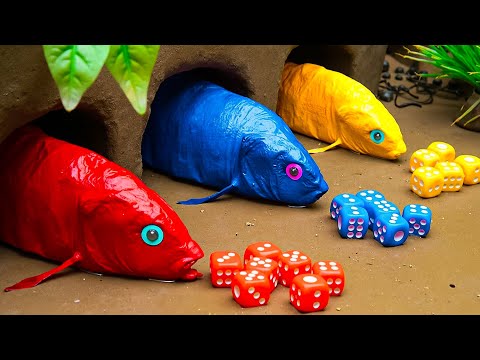 Gold And Red Carp Swallow Eel, Rainbow Catfish, Crabs, Eggs 💕 Stop Motion ASMR CoCo