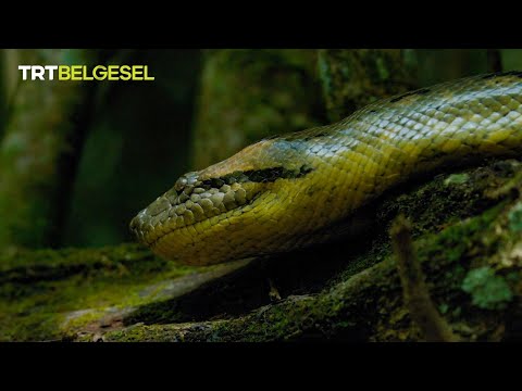 Dünyanın en büyük ve ağır yılanı 🐍