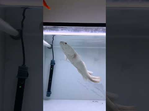 Does keeping predatory fish cost a lot?