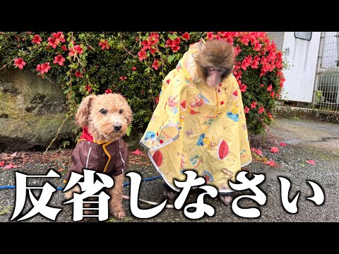 もう嫌だ…梅雨の時期によかれと思って外散歩に行かせたら最悪の結果になりました