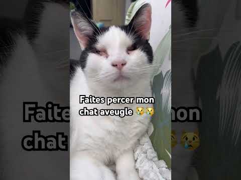 Il est le plus beau chat handicapé! ❤️😍 #chat #animaux