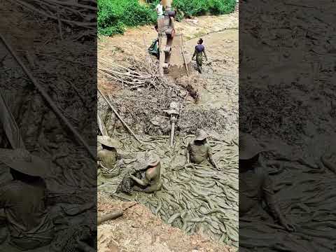 Vụ mùa cá trê bội thu