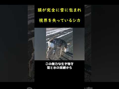 雪に顔を覆われた鹿??