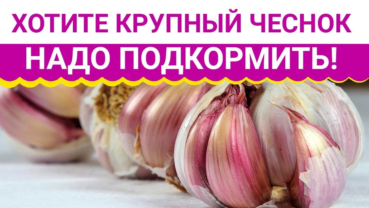 Хотите крупный чеснок надо подкормить!