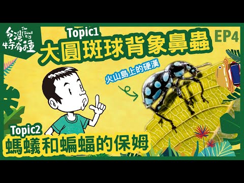 【台灣特有種】The small big 大圓斑球背象鼻蟲 ｜蟻人和蝙蝠俠的保母-范振新｜昆蟲擾西vs.博恩｜ - YouTube