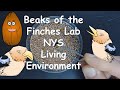 Finch Adaptation and Evolution Concepts