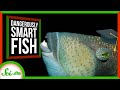 Understanding Triggerfish and Their Cognitive Abilities