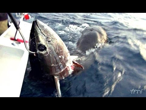 GIANT BLUEFIN TUNA CASTING TROLLING - YouFishTV