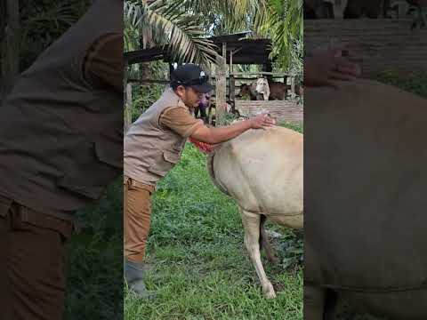 Resiko Teknik periksa kebuntingan lembu dengan metode palpasi rektal