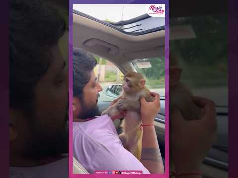 Heartwarming video ?❤️❤️#PureLove #Monkey #MonkeyVideo#Animals #shorts  #MagicFMTelugu #MagicFM