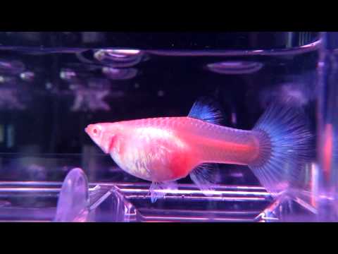 藍禮白子母魚生產~超清晰.MOV - YouTube(50秒)