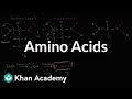 Exploring Amino Acids and Their Biological Significance