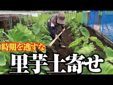 【だいじに土を被せます】里芋の手入【土寄せと追肥】【里芋】【タケノコ芋】【八ツ頭】【エビイモ】【リュウキュウ】【ハスイモ】【ボカシ肥料】