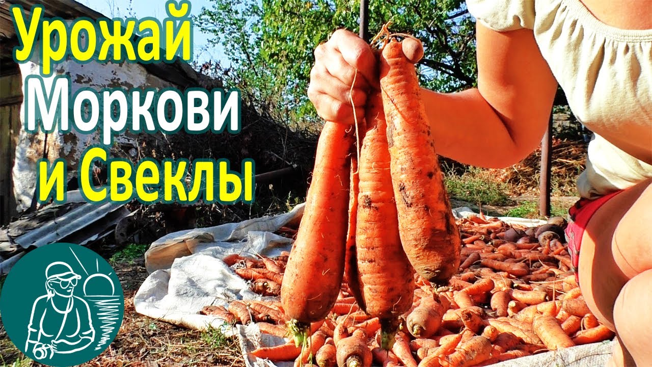 Уборка моркови урожай моркови