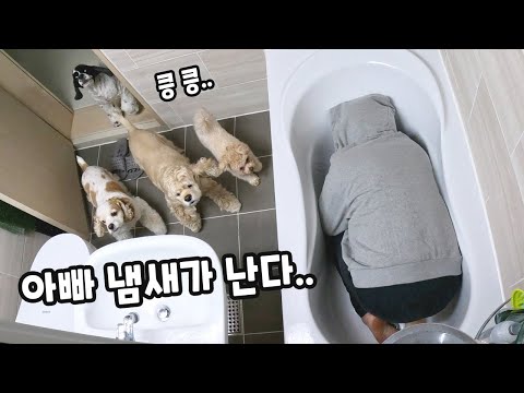 강아지와 숨바꼭질 하는 이유 내가 더 신나기 때문