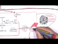 Lipoproteins and Cholesterol Management