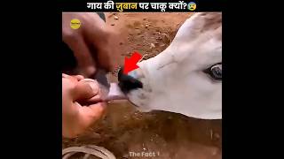 Why Scratch a Cow’s Tongue? 😧