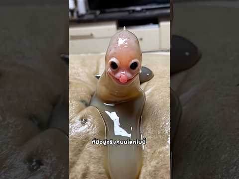 รวมสัตว์แปลกๆที่มีอยู่จริง