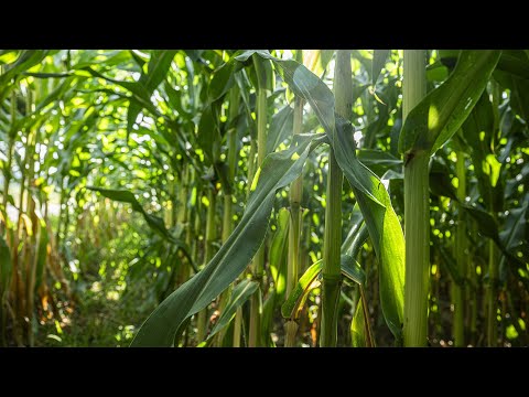 YouTube video thumbnail: American Farmer: "We Need a Farm Bill"
