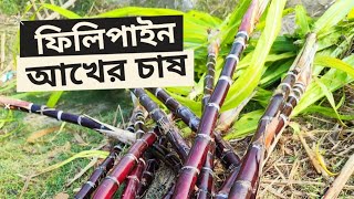 ড্রাগন ও মাল্টা বাদে আমি কেন ফিলিপাইন আখের চাষ করছি।