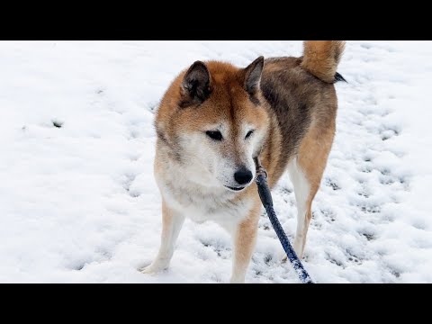 一年ぶりの雪にワクワクしながらお散歩する柴犬