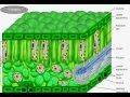 Photosynthesis Light Reactions Concepts