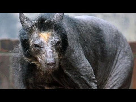 Animais que ficam IRRECONHECÍVEIS sem pelos