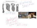 Evolutionary Biology Concepts Assessment