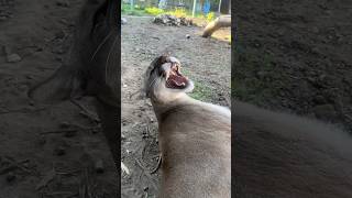 Don't look at me! #animals #braige #cat #bigcat #shortvideo #shorts