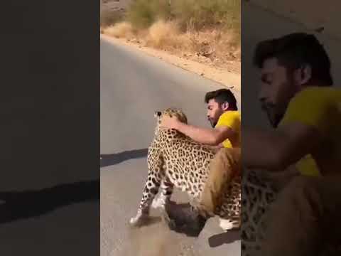 Leopard ๐ attack woman on the road a young man save her life#wildlife #viral #shorts #animalshorts