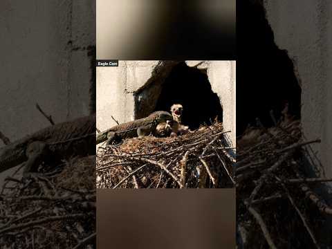 Eagle cam #growyoutube #viralshorts #boostshorts #ytviralshorts #makeshortsviral #freefire