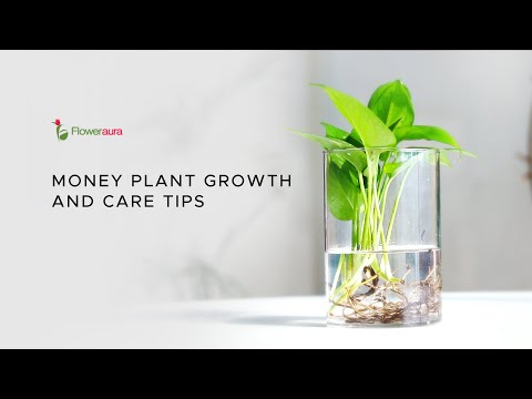 मनी प्लांट कैसे उगाएं और उसकी देखभाल कैसे करें | money plant care guide #moneyplant