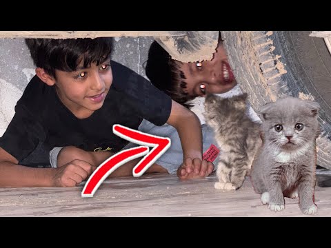 بزون كيوت دخلت للبيت 🐈🥰