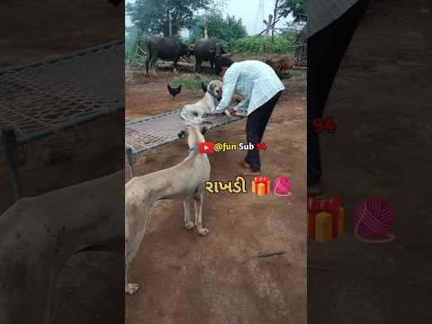 Bandhan🥳 🧶//fun sub//#viralvideo #labrador #funny #trending #shots #fyp#cr7