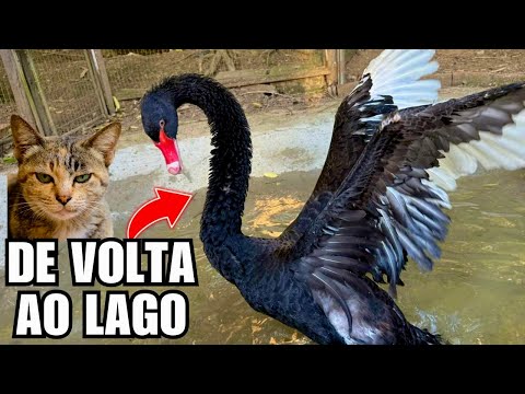 Enchendo o lago dos cisnes | Uma gata atacou os filhotes de patos | Aves Recriar