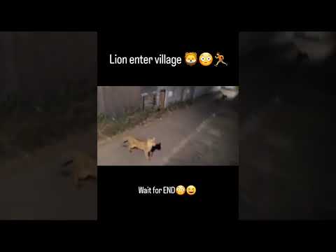 lion enter in village | #gir #asiaticlion #lions #shortsfeed #shortsyoutube #shorts #animals #yt
