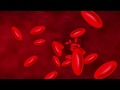Brain Function and Blood Flow Regulation