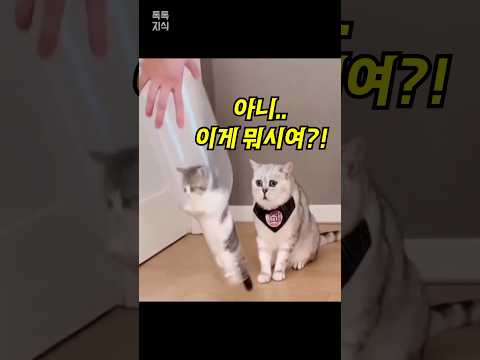 물병 안에 있는 새끼 고양이를 보자… 어미의 행동