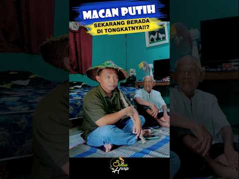 MACAN PUTIH MASUK TONGKAT❗❗