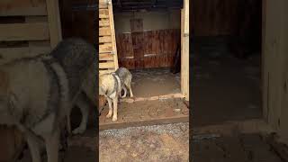 Final Preparations For My Horse's Home ASMR 🐴🏠✨