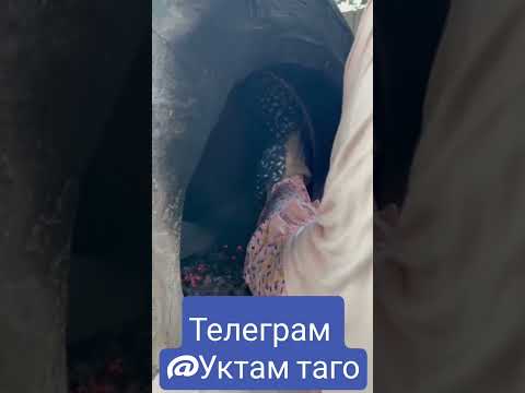 #новости #сирдарё #рекомендации #чингиз