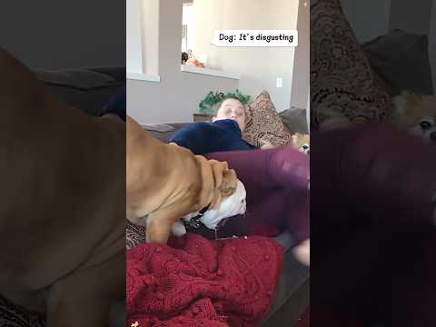Dogs: who’s farting? 🐕🤣#pets #funny #funnypets #dog #animals #animals #usa